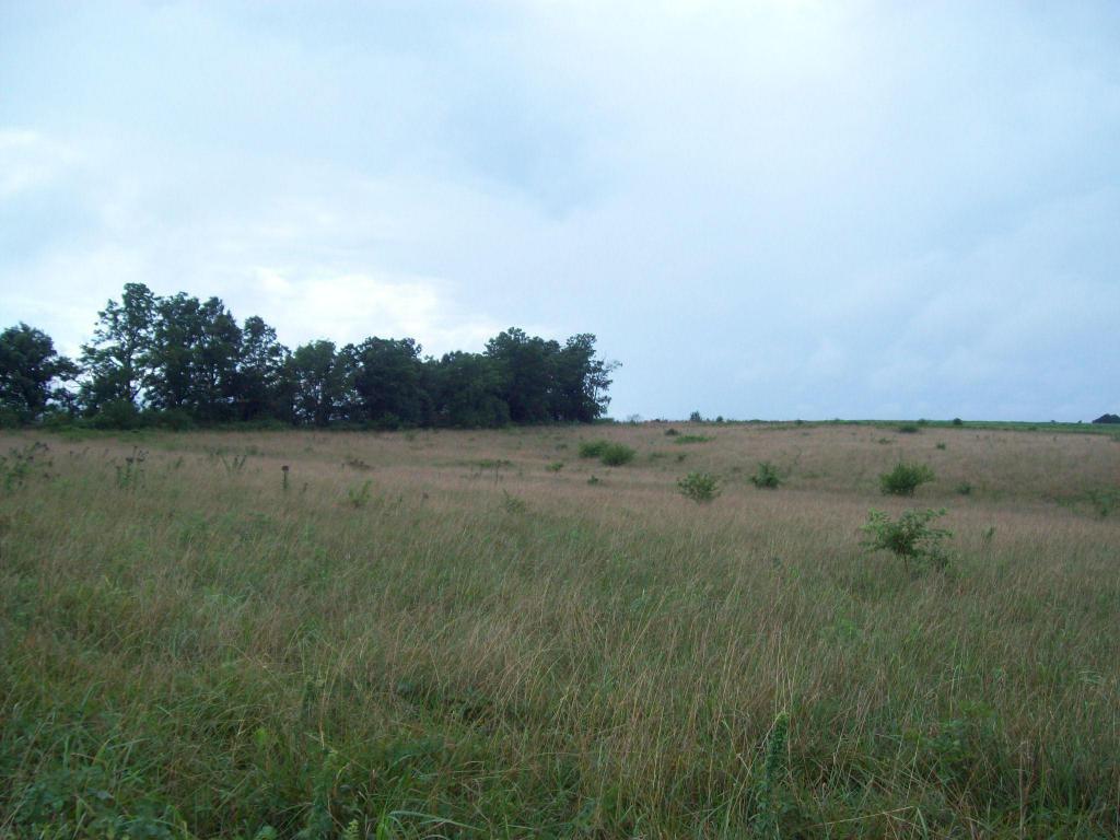 Tract C Farm Road 1078 - Photo 1