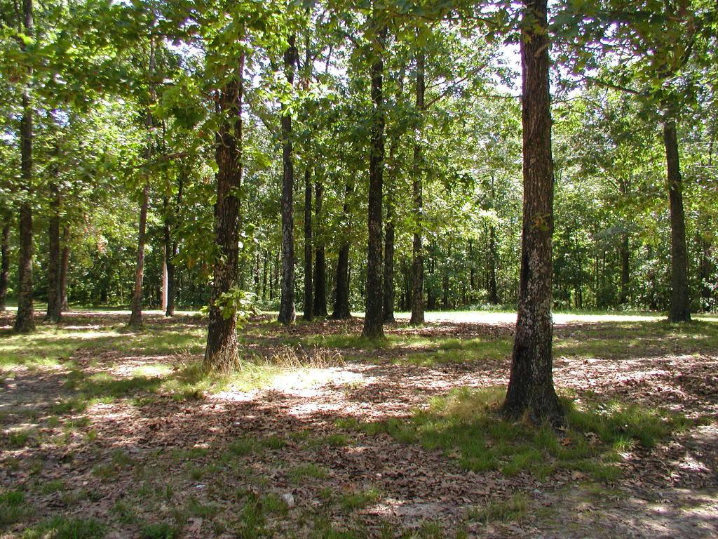 1215 Lanton Road - Photo 1