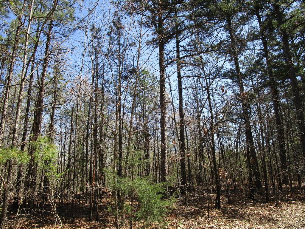 Tbd Off Airport Road - Photo 1