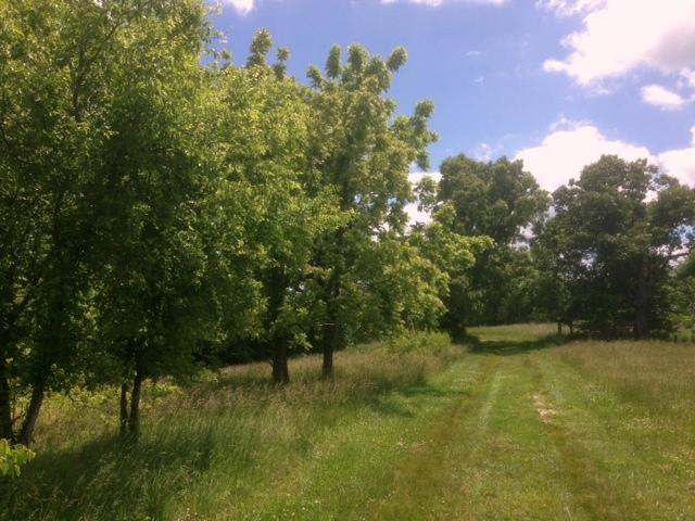 Tbd Oak Grove Lane - Photo 1