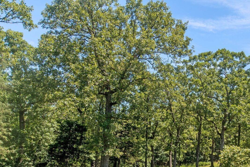 Tbd County Road 6990 - Photo 1