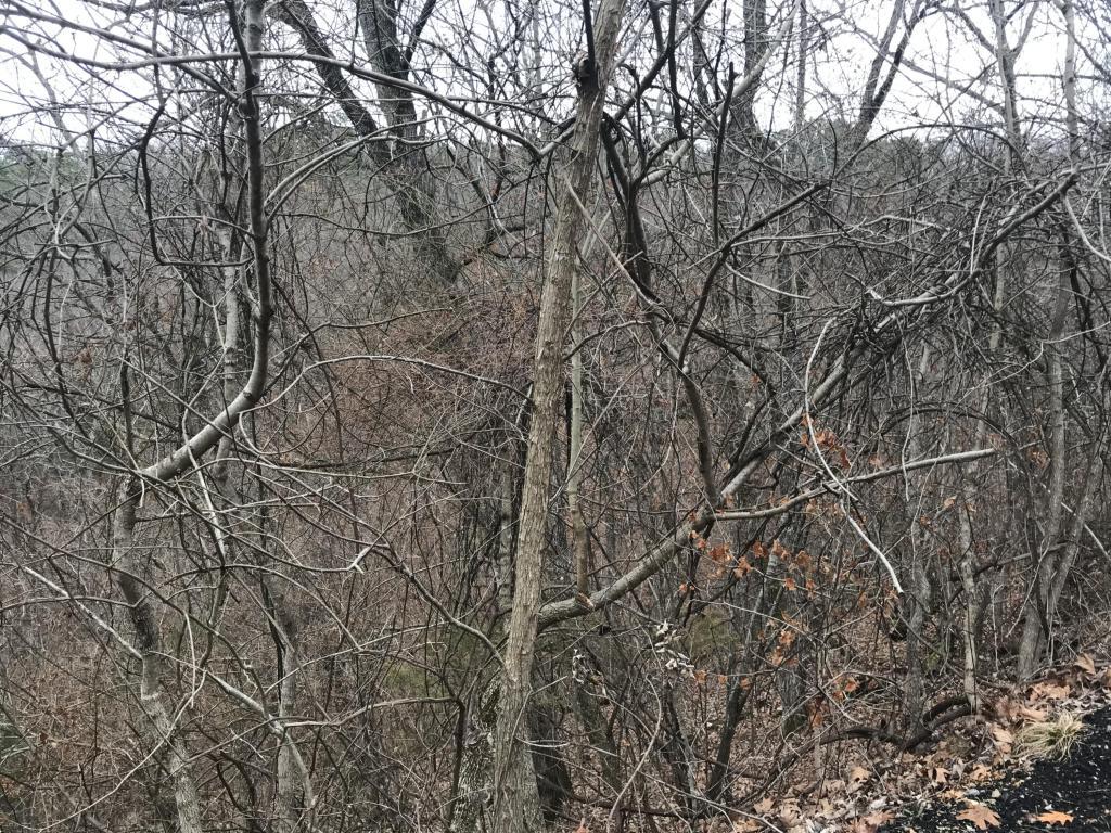 Lot 19 Ponderosa Pine Drive - Photo 1