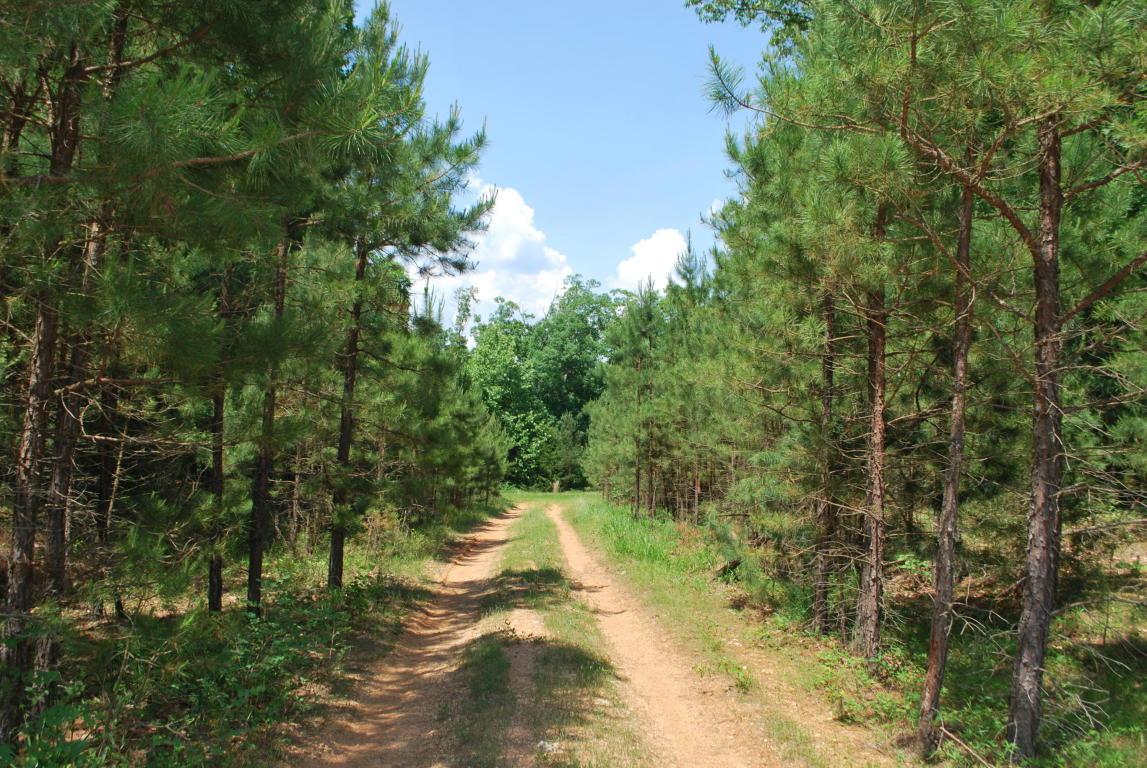 Tbd Forrest Drive - Photo 1