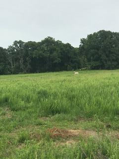 Lot #4 Rolling Green Rd - Photo 1
