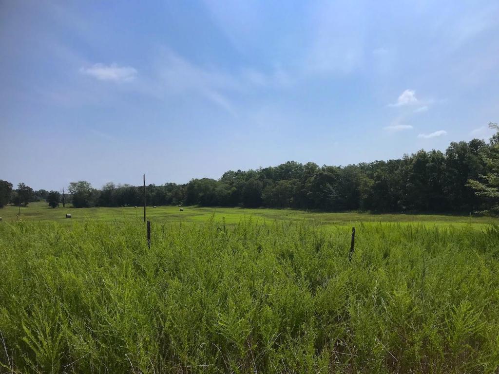Tbd County Road 446 - Photo 1