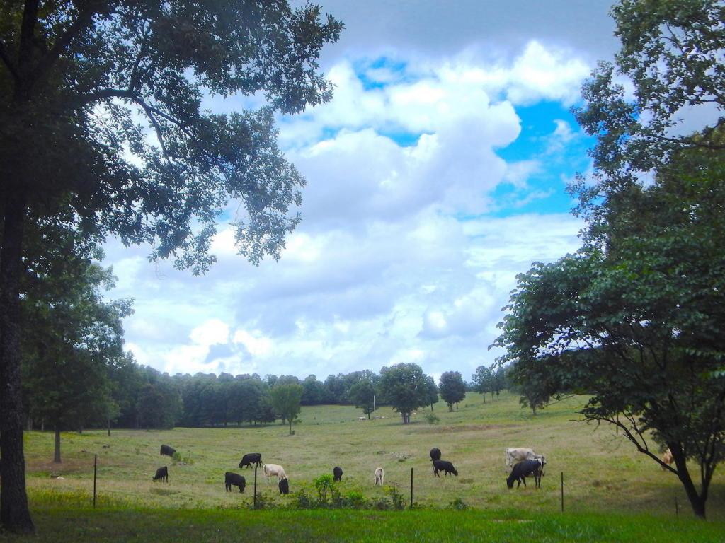 672 Shady Lane - Photo 1