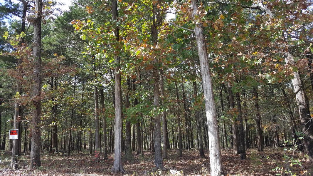 222 Cougar Trail East Trail - Photo 1