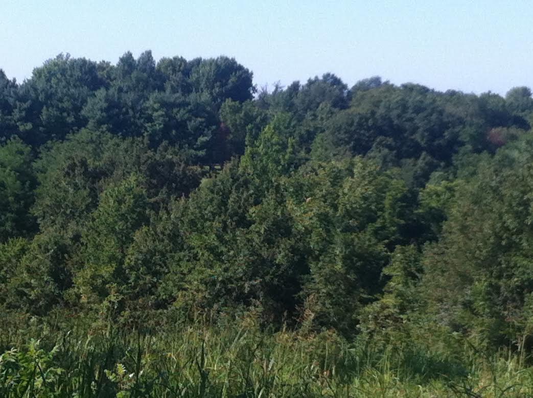 Shire Shire Circle Circle - Photo 1