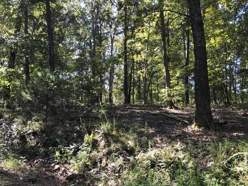 Lot 10 Mckee Village Road - Photo 1