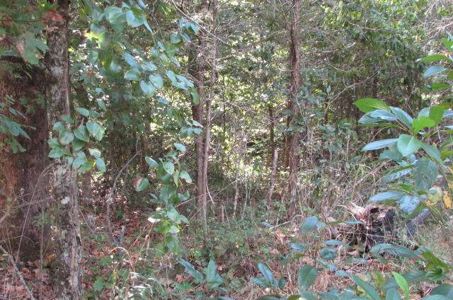 00 Tbd Tecumseh Trace - Photo 1