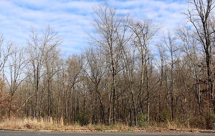 Lot 11 Callaway Ridge - Photo 1