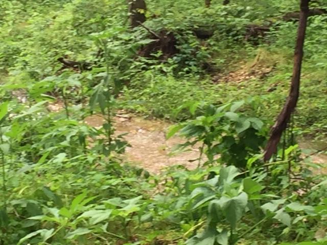 Tract 10 Spring Creek Road - Photo 1