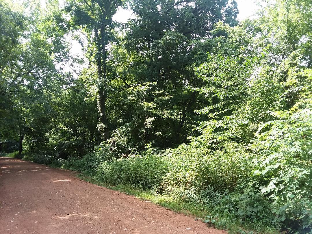 Tract 4 Schlessman Road - Photo 1