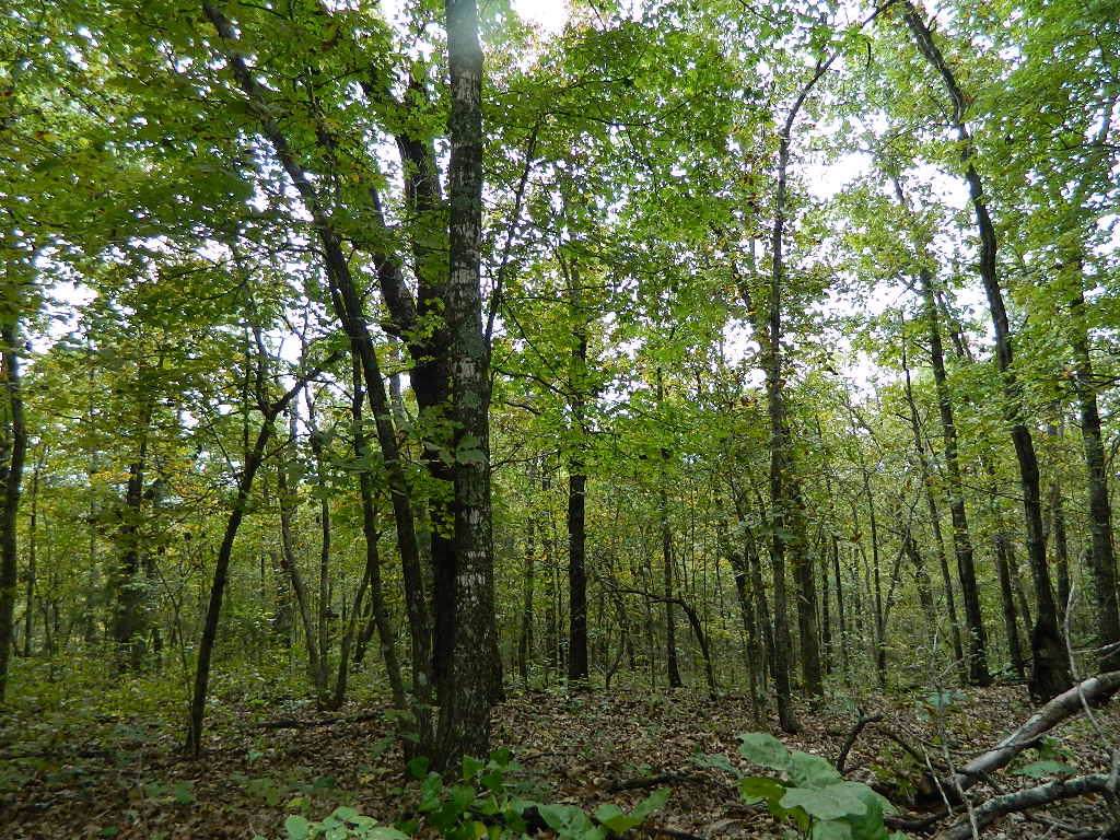 Tbd Pine Top Road - Photo 1