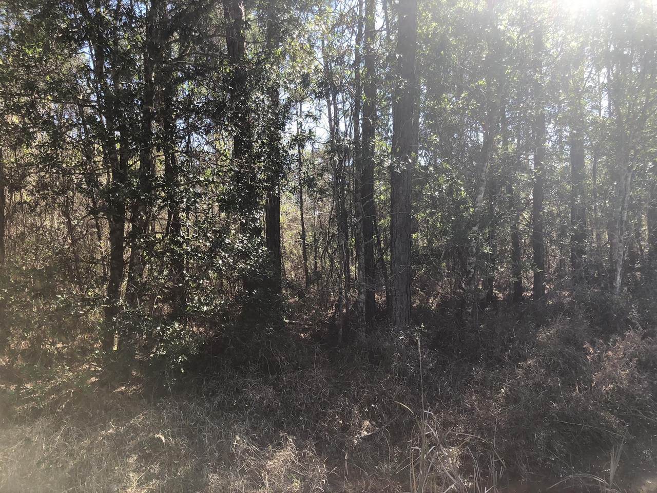 10730 Yeager Ava - Photo 1