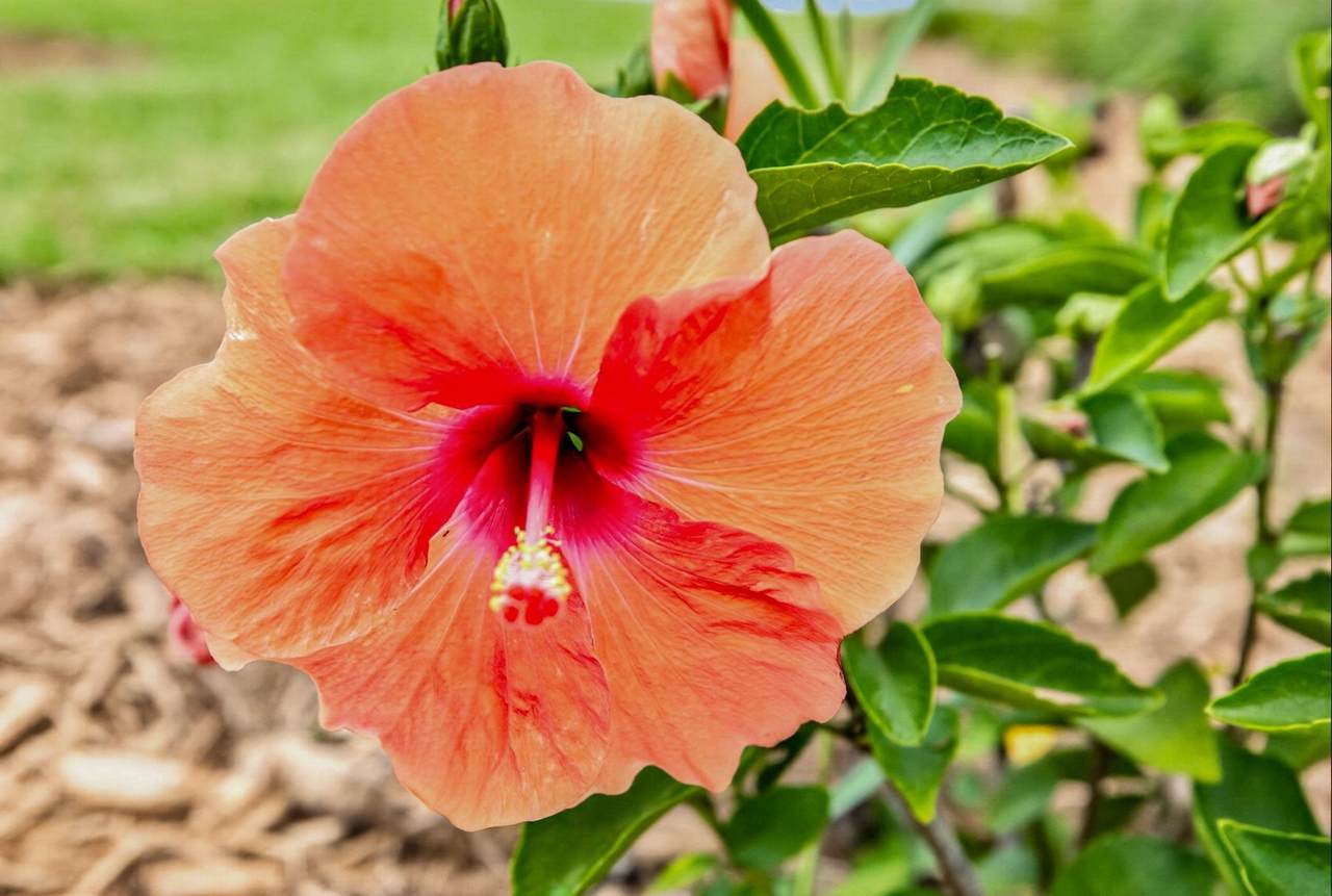 https://bt-photos.global.ssl.fastly.net/staug/1280_boomver_1_263954-2.jpg