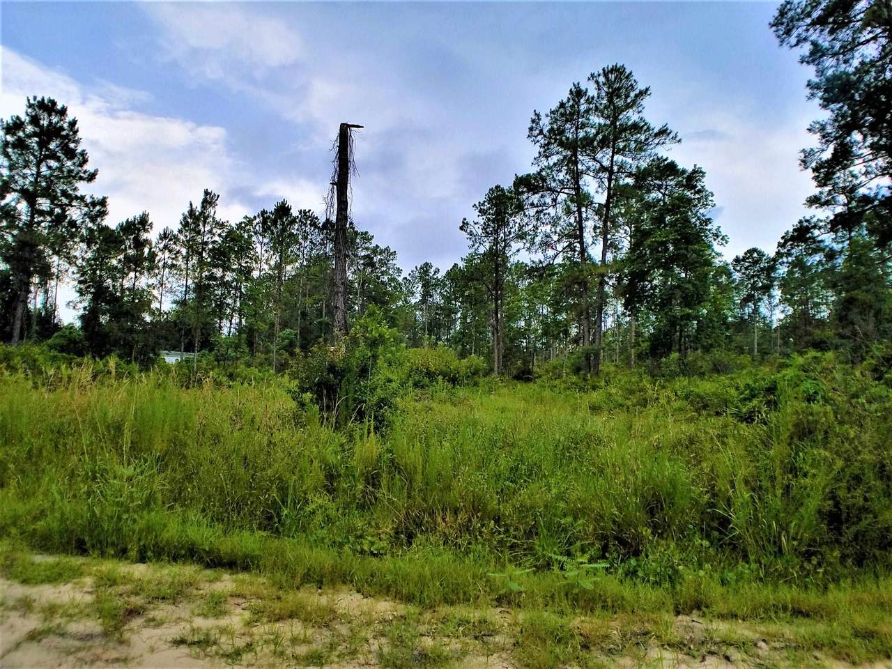 705 Hickory Nut Trl (Cleared) - Photo 1