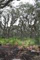  Intracoastal Island - Photo 13