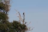  Intracoastal Island - Photo 15