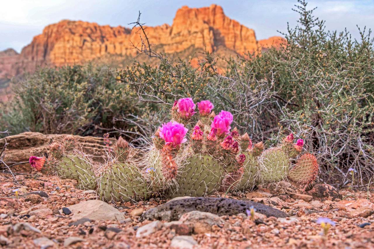https://bt-photos.global.ssl.fastly.net/stgeorge/1280_boomver_1_25-260994-2.jpg