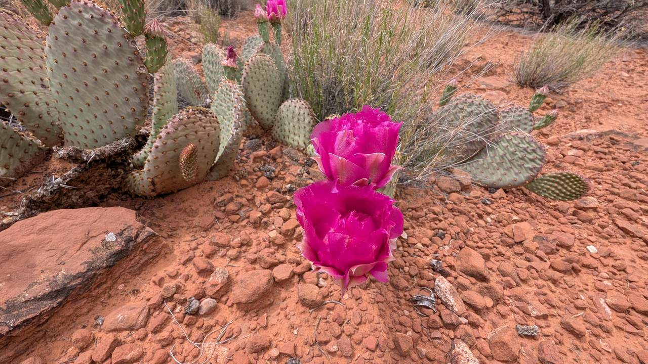 https://bt-photos.global.ssl.fastly.net/stgeorge/1280_boomver_1_25-261309-2.jpg
