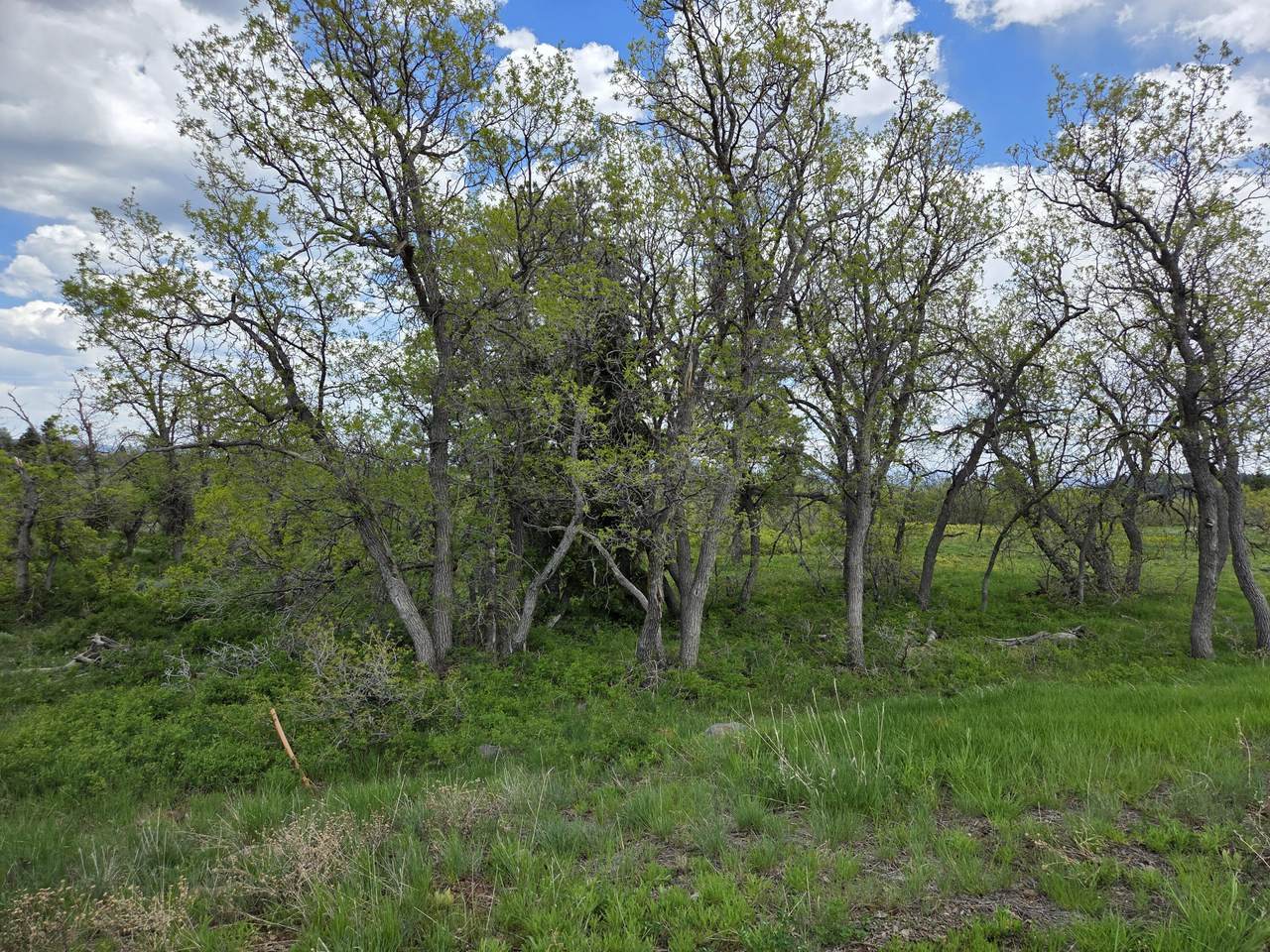 https://bt-photos.global.ssl.fastly.net/stgeorge/1280_boomver_1_25-262564-2.jpg
