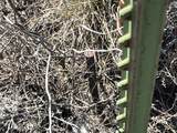  9.51 Acres With .5 Af Of Water - Photo 4