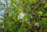 298 900 - Photo 47