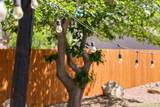 426 170 - Photo 39