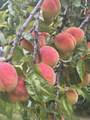 267 300 - Photo 23