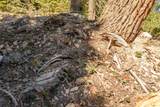 5150 North Fork Rd - Photo 38