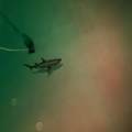 1095 3685 - Photo 10