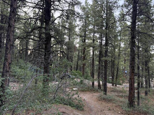 137 Kolob Pines Dr - Photo 1