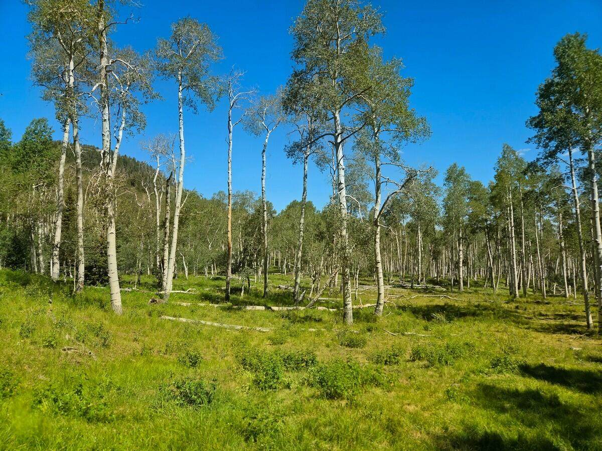  40 Acres Summit Mountain Rd - Photo 1