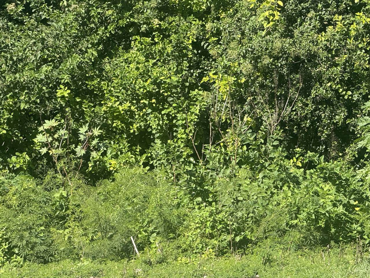 41-N Whim (Two Will) We - Photo 1