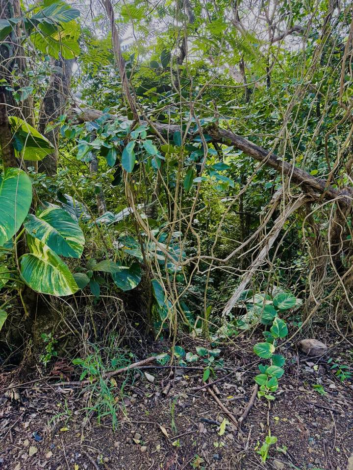 https://bt-photos.global.ssl.fastly.net/stthomas/orig_boomver_1_25-369-2.jpg