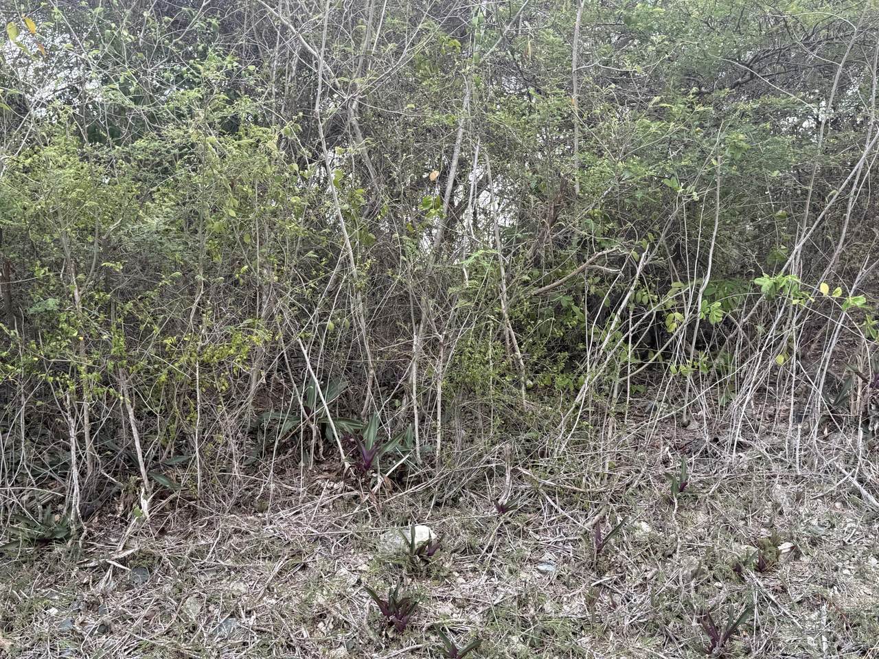 https://bt-photos.global.ssl.fastly.net/stthomas/1280_boomver_1_26-1373-2.jpg