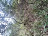 2E-50-B & Caret Bay Lns - Photo 7