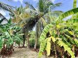 49 Rattan Qu - Photo 36