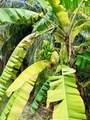 49 Rattan Qu - Photo 37