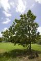 12-BA Colquohoun Ki - Photo 45