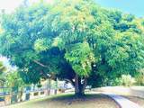 40 Orange Grove Co - Photo 15