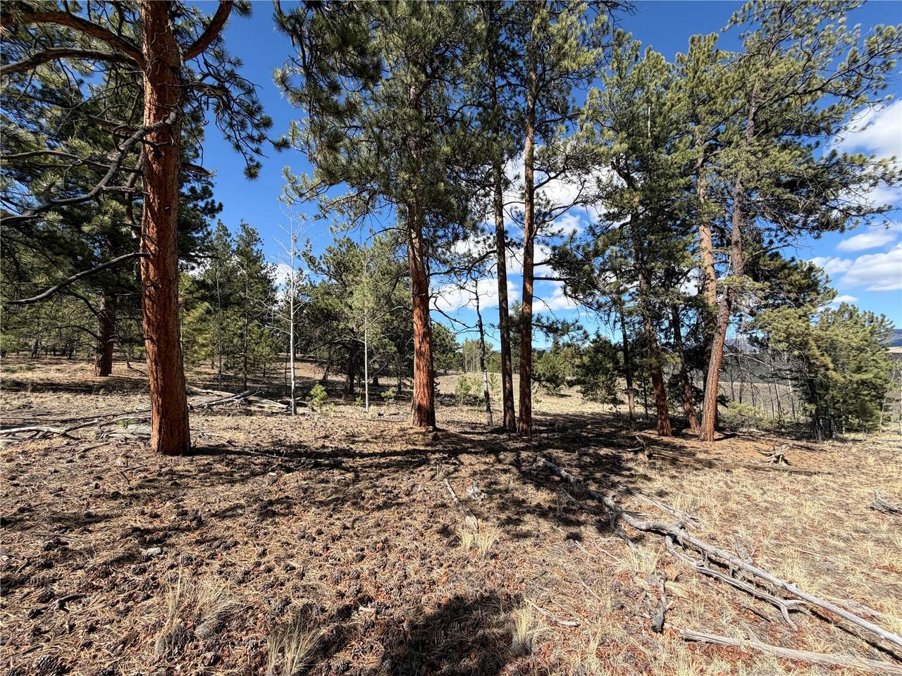 239 Shenandoah Path - Photo 1