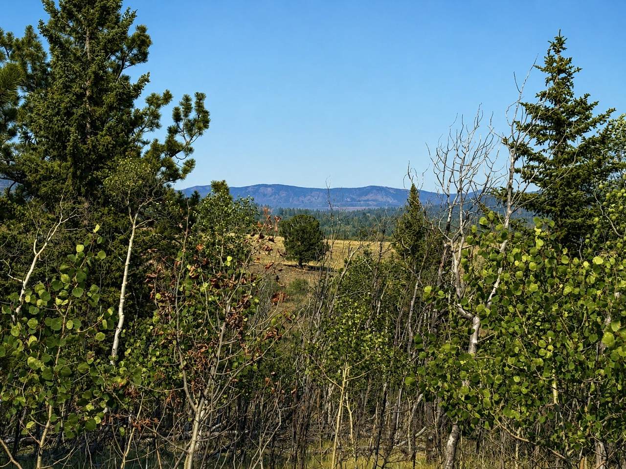 250 Pinto Trail - Photo 1