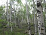 461 Superstition Trail - Photo 11