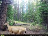 585 Porcupine Road - Photo 6