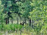 10 Whiffle Tree Trail - Photo 10