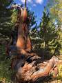 4 Timberline Trail - Photo 5