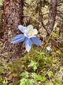 4 Timberline Trail - Photo 7