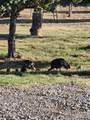 76 County Road 60B - Photo 43